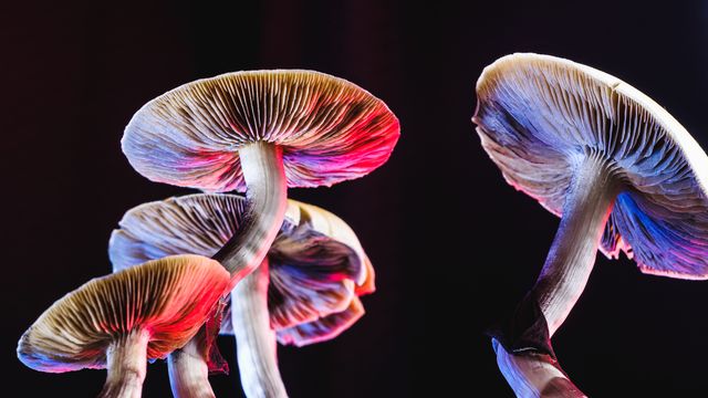 DMT Vapes